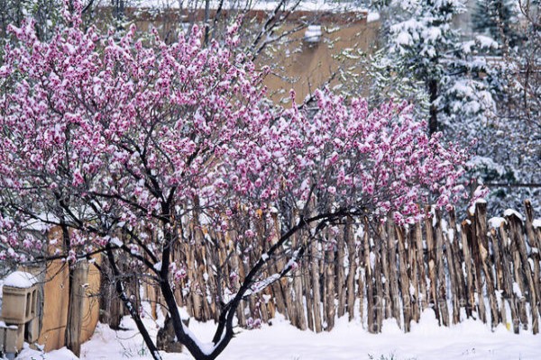Purple Tree Blossoms Covered in a Layer of Fresh Snow