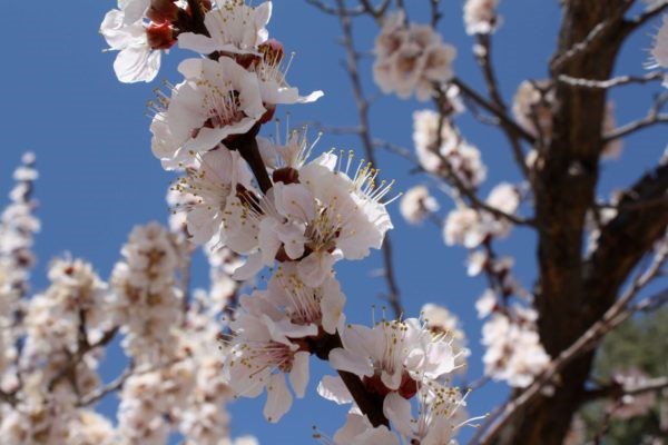 Juniper Blossoms in New Mexico Springtime