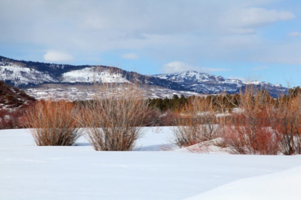 Snow Covered New Mexico Mountains and Scrub Brush
