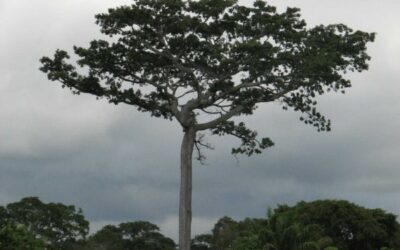 Rain Barrels and the Samauma Tree