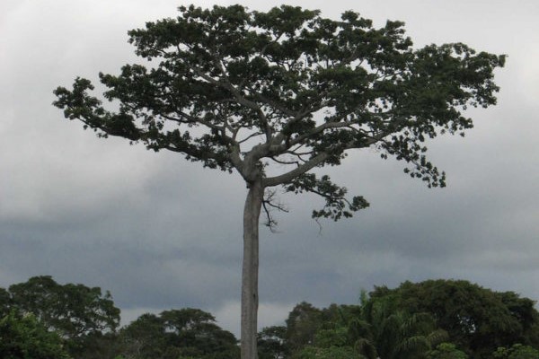 Samauma Tree Standing Tall