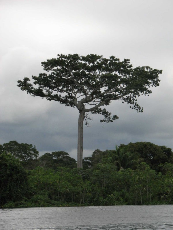 Samauma Tree Standing Tall by a Flowing River