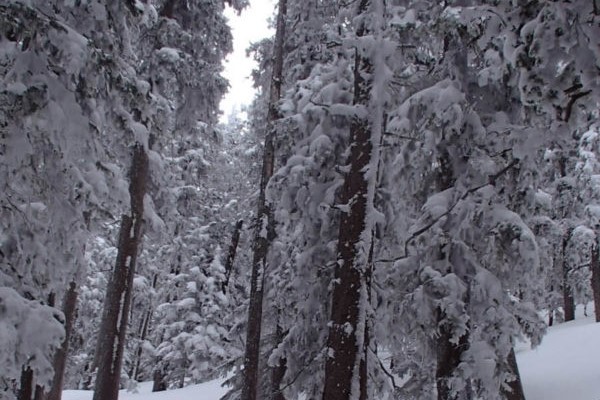 Snow Covered Pines in a Forest