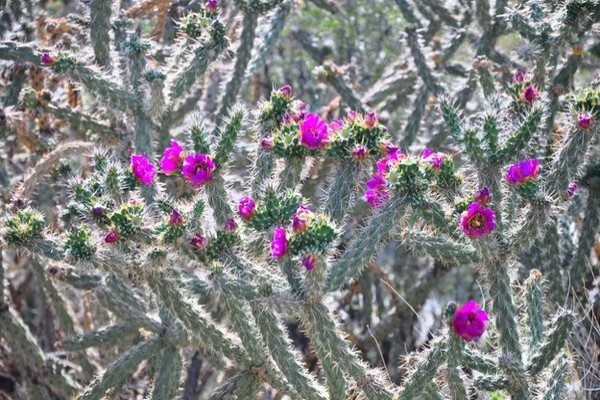 Cholla Cactus Springtime Purple Flower Blooms