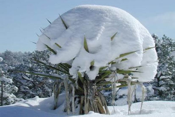Inches of Snow Covering a Yucca Plant