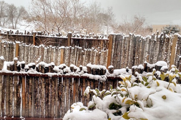 Snow Covered Coyote Fences, Bushes, and Trees